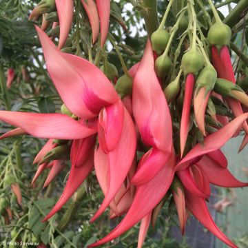 Clianthus puniceus Flamingo - Becco di Pappagallo