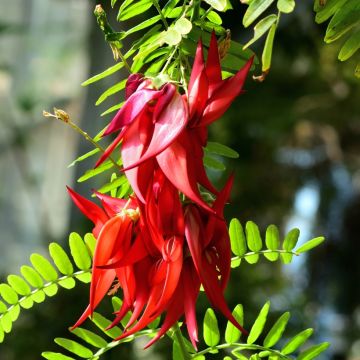 Clianthus puniceus Kaka King - Becco di Pappagallo