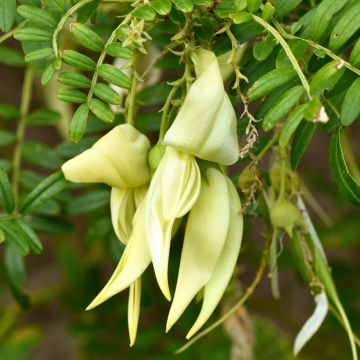 Clianthus puniceus White Heron - Becco di Pappagallo