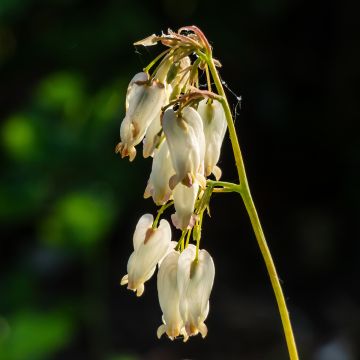 Dicentra formosa Aurora