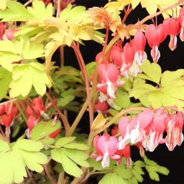 Dicentra spectabilis Ruby Gold - Cuore di Maria