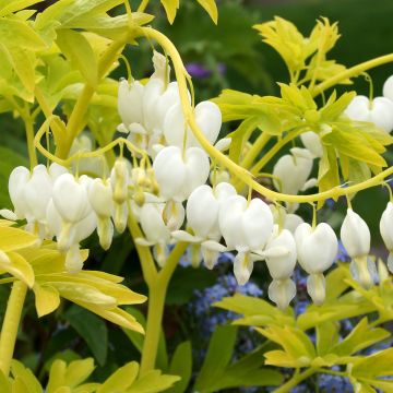 Dicentra spectabilis White Gold - Cuore di Maria