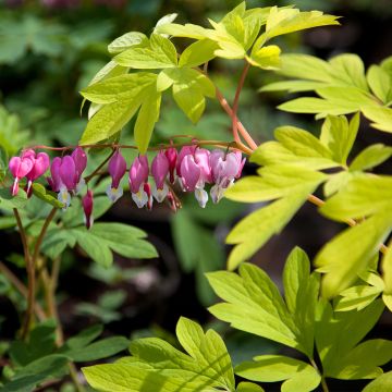 Dicentra spectabilis Yellow Leaf - Cuore di Maria