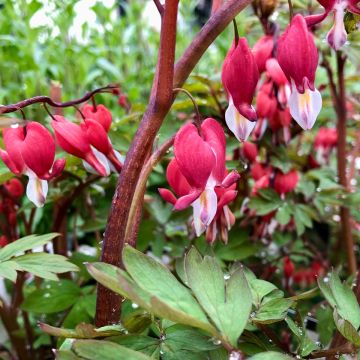 Dicentra spectabilis Valentine - Cuore di Maria