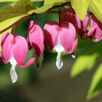 Dicentra spectabilis Goldheart - Cuore di Maria