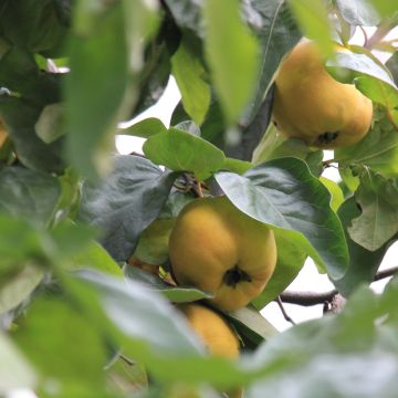 Cotogno Dal Portogallo