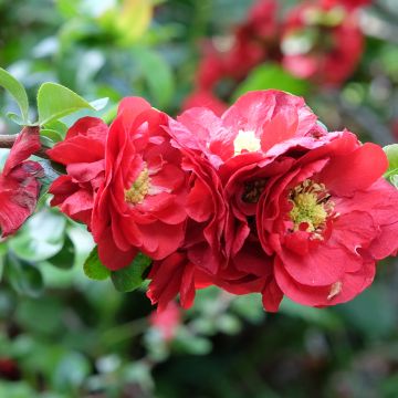 Chaenomeles speciosa Scarlet Storm - Fior di Pesco