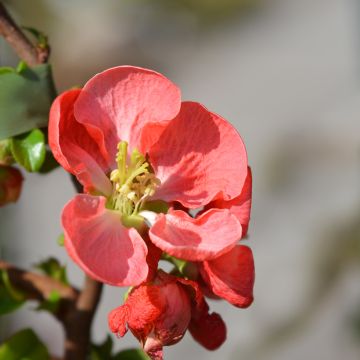 Chaenomeles superba Texas Scarlet - Fior di Pesco