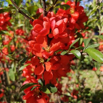 Chaenomeles japonica Cido Red - Cotogno giapponese