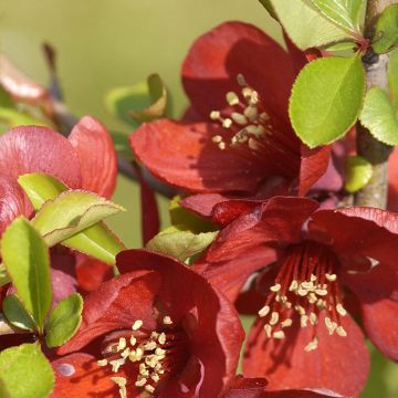 Chaenomeles superba Crimson and Gold - Fior di Pesco