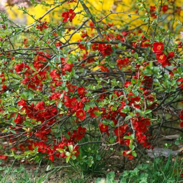 Chaenomeles superba Crimson and Gold - Fior di Pesco