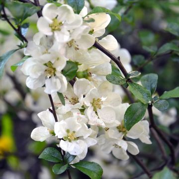 Chaenomeles speciosa Nivalis - Fior di Pesco