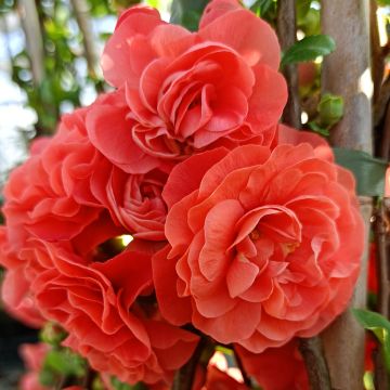 Chaenomeles speciosa Orange Storm - Fior di Pesco