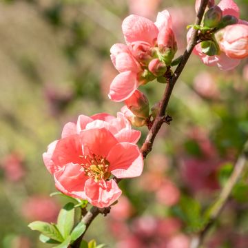 Chaenomeles superba Pink Lady - Fior di Pesco