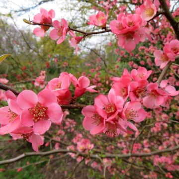 Chaenomeles superba Pink Trail - Fior di Pesco