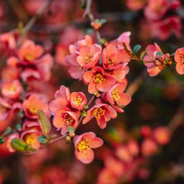 Chaenomeles superba Red Joy - Fior di Pesco