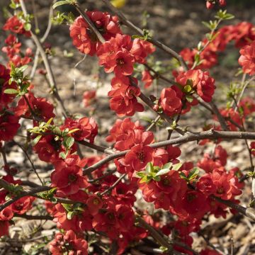 Chaenomeles speciosa Rubra - Fior di Pesco