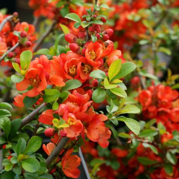 Chaenomeles japonica Sargentii - Fior di Pesco