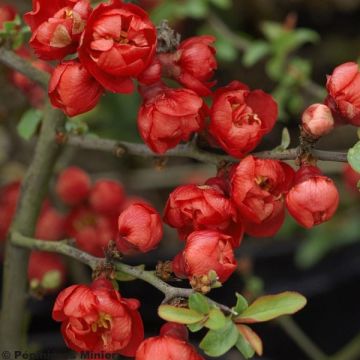 Chaenomeles superba Red Joy - Fior di Pesco