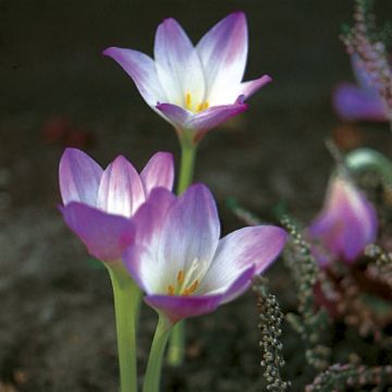 Colchicum speciosum Giganteum - Colchico