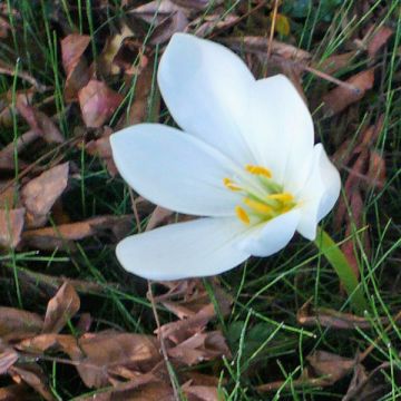 Colchicum speciosum Album - Colchico