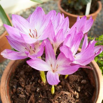 Colchicum Autumn Queen - Colchico