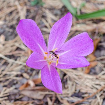 Colchicum Lilac wonder - Colchico