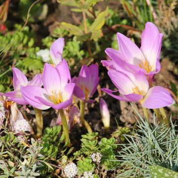 Colchicum speciosum - Colchico