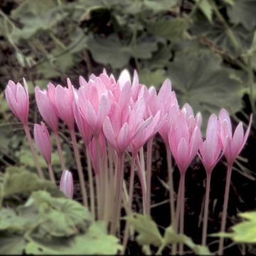 Colchicum autumnale Major - Colchico d'autunno