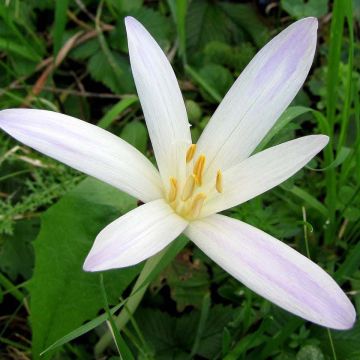 Colchicum autumnale Album - Colchico d'autunno