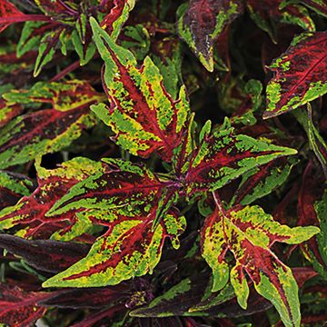 Coleus scutellarioides Chili Pepper - Coleo