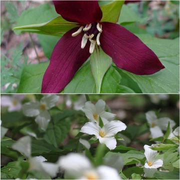 Collezione 2 Trillium