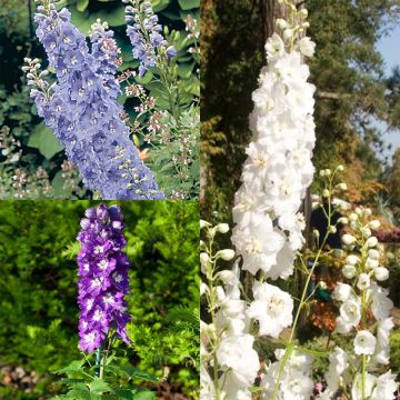 Collezione 3 Delphinium