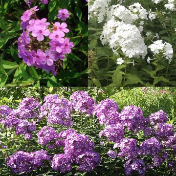 Collezione 3 Phlox paniculata