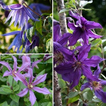 Collezione di Clematidi resistenti tonalità blu-viola