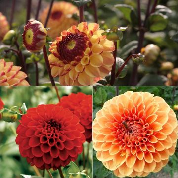 Set of 3 Dahlia balls, warm shades