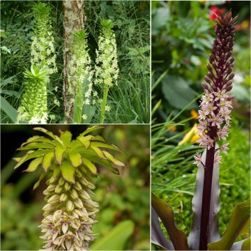 Collezione 5 Eucomis