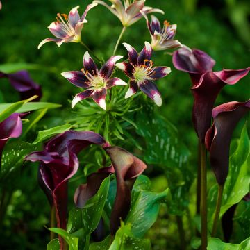 Collezione Bulbi viola Gigli e Arum