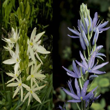 Collezione 8 Camassia Bianca e Blu