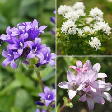 Collezione di Campanule a mazzi