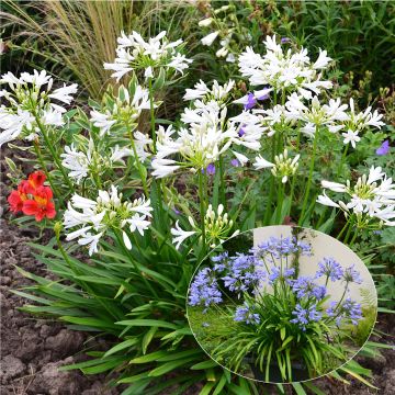 Collezione Duo di Bulbi di Agapanthus Pitchoune