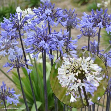 Bulbo di Agapanthus Duo Grafite