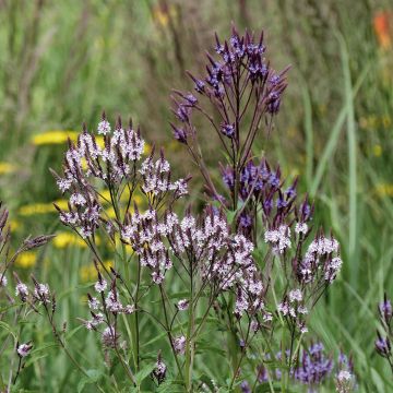 Collezione Duo di Verbena hastata