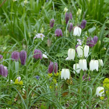 Collezione di Fritillaria meleagris in viola e bianco