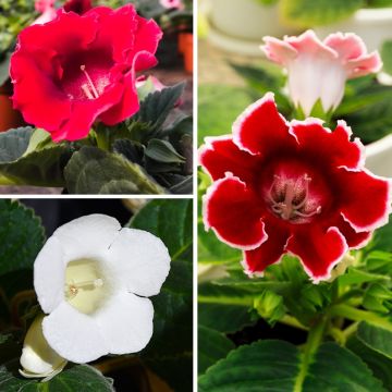 Collezione Gloxinia rosso e bianco