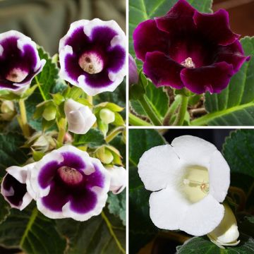 Collezione Gloxinia viola e bianco