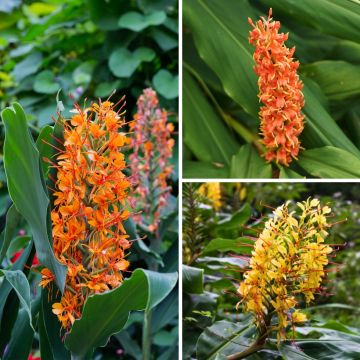 Collezione Hedychium - Gigli ornamentali