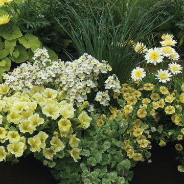 Collezione Giardiniera Vaniglia - 5 varietà di piante annuali e una graminacea