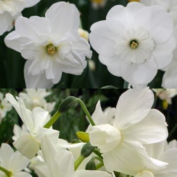 Collezione Narciso Bianco