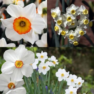 Collezione di Narcisi profumati